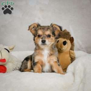 Jake, Chihuahua Puppy