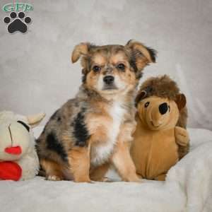 Jake, Chihuahua Puppy