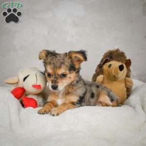 Jake, Chihuahua Puppy