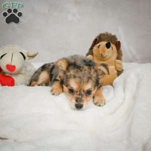 Jake, Chihuahua Puppy