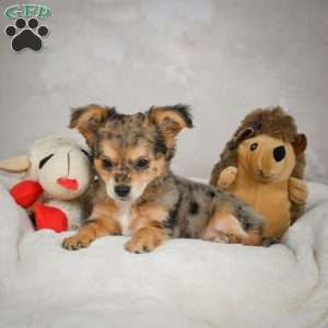 Jake, Chihuahua Puppy