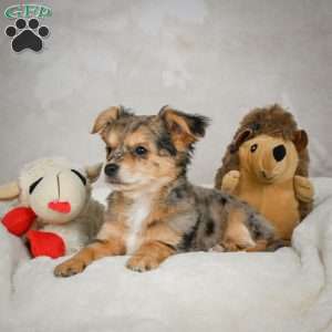 Jake, Chihuahua Puppy