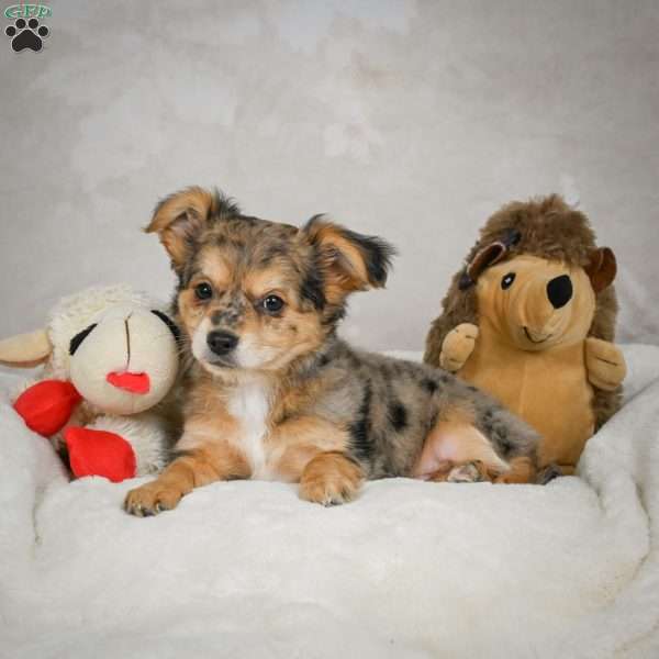 Jake, Chihuahua Puppy