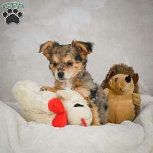 Jake, Chihuahua Puppy