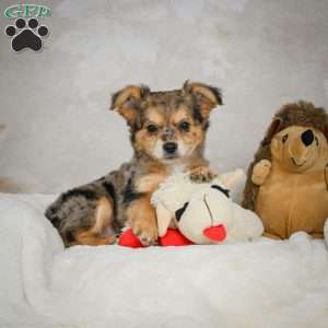 Jake, Chihuahua Puppy