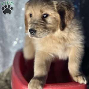 Ryan, Golden Retriever Puppy