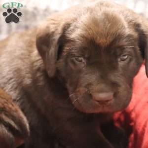 Glenna, Black Labrador Retriever Puppy