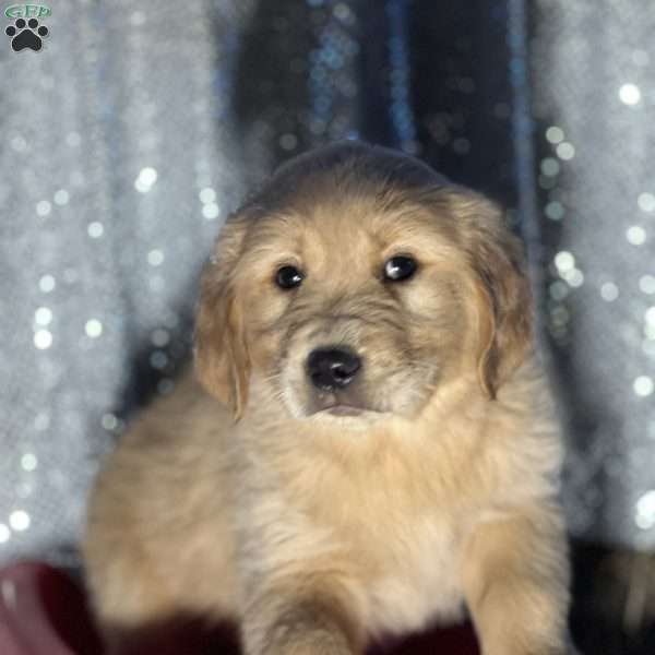 Ryan, Golden Retriever Puppy