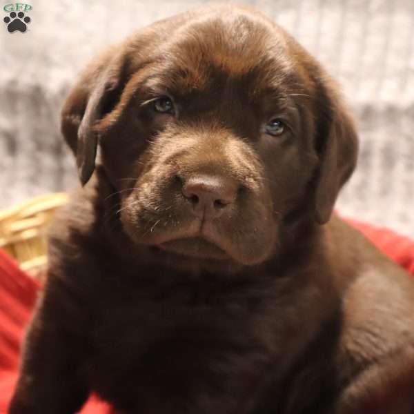Glenna, Black Labrador Retriever Puppy