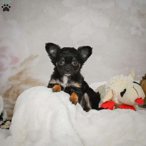 Little Tom, Chihuahua Puppy