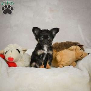 Little Tom, Chihuahua Puppy