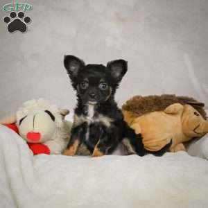 Little Tom, Chihuahua Puppy