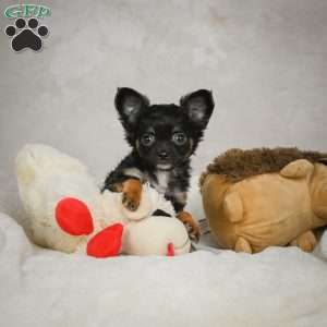 Little Tom, Chihuahua Puppy