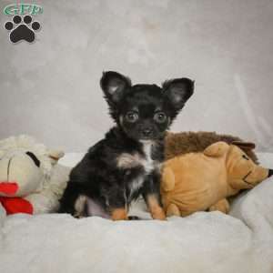 Little Tom, Chihuahua Puppy