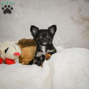 Little Tom, Chihuahua Puppy