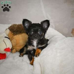 Little Tom, Chihuahua Puppy