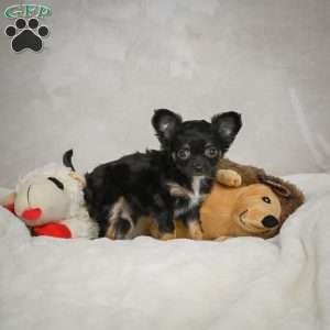 Little Tom, Chihuahua Puppy