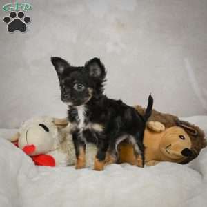 Little Tom, Chihuahua Puppy