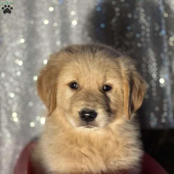 Rafael, Golden Retriever Puppy