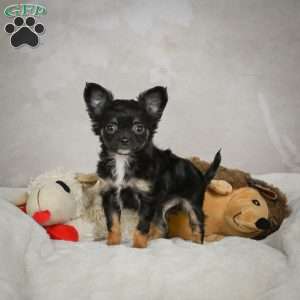 Little Tom, Chihuahua Puppy