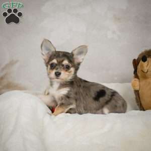 Geronimo, Chihuahua Puppy