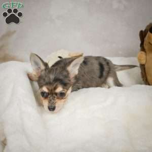 Geronimo, Chihuahua Puppy