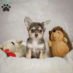 Geronimo, Chihuahua Puppy