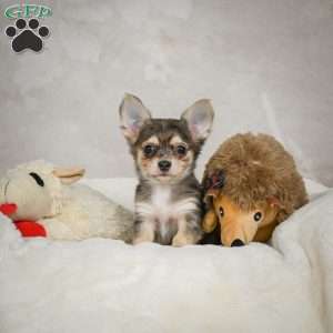 Geronimo, Chihuahua Puppy