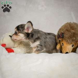 Geronimo, Chihuahua Puppy