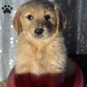 Ralph, Golden Retriever Puppy