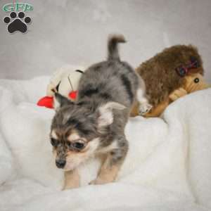 Geronimo, Chihuahua Puppy