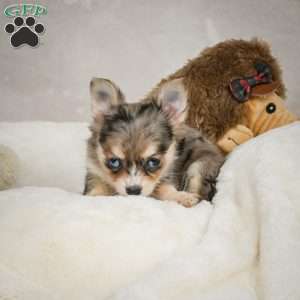 Bella, Chihuahua Puppy