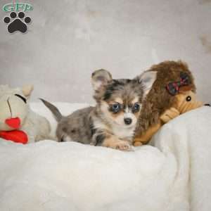 Bella, Chihuahua Puppy