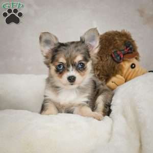 Bella, Chihuahua Puppy