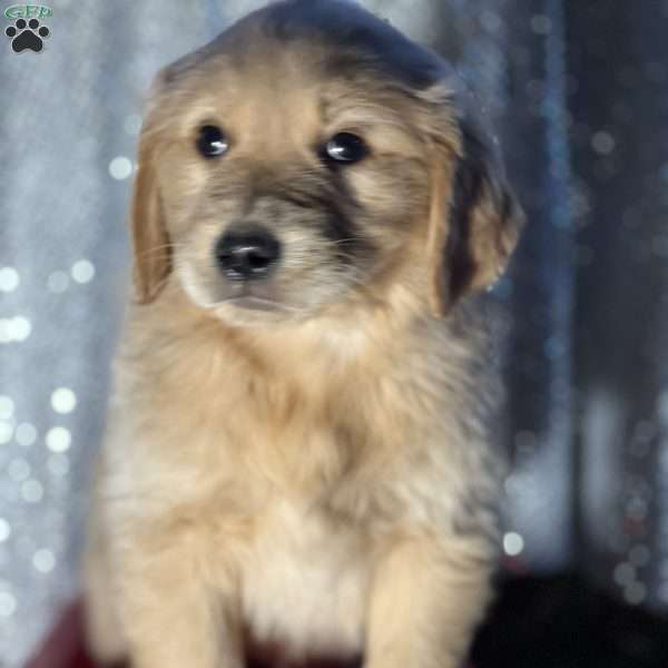 Ralph, Golden Retriever Puppy