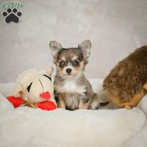 Bella, Chihuahua Puppy