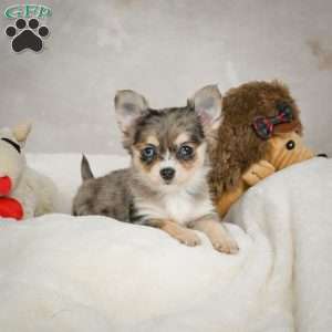 Bella, Chihuahua Puppy