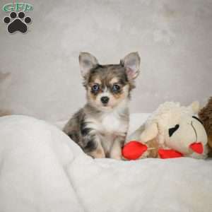 Bella, Chihuahua Puppy