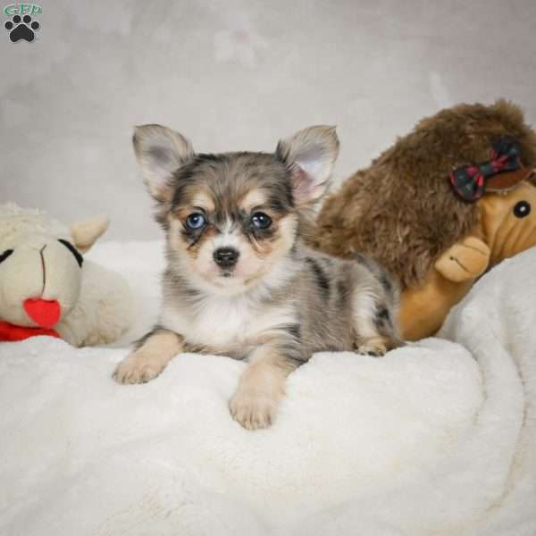 Bella, Chihuahua Puppy