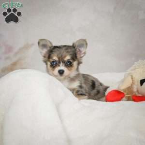 Bella, Chihuahua Puppy