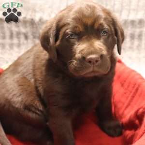 Glenna, Black Labrador Retriever Puppy