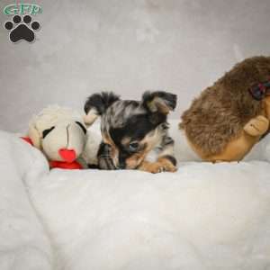 Cutie, Chihuahua Puppy