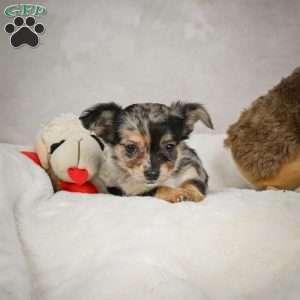 Cutie, Chihuahua Puppy