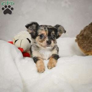 Cutie, Chihuahua Puppy