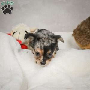 Cutie, Chihuahua Puppy