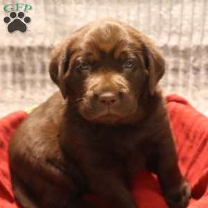 Glenna, Black Labrador Retriever Puppy