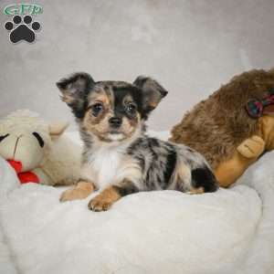 Cutie, Chihuahua Puppy