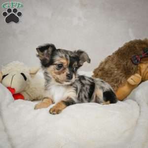 Cutie, Chihuahua Puppy