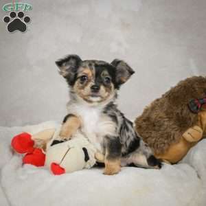 Cutie, Chihuahua Puppy