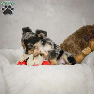 Cutie, Chihuahua Puppy